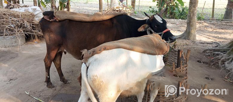 একটি সার বাছুর সহ গাভীন গাভী বিক্রি হবে