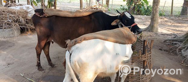 একটি আরিয়া বাছুর সহ গাভিন গাভী বিক্রি হবে