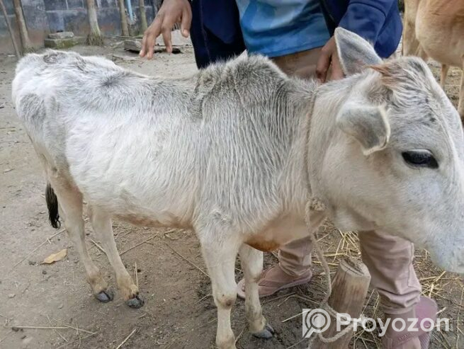 সাদা এই আড়িয়া গরুটি বিক্রি করা হবে