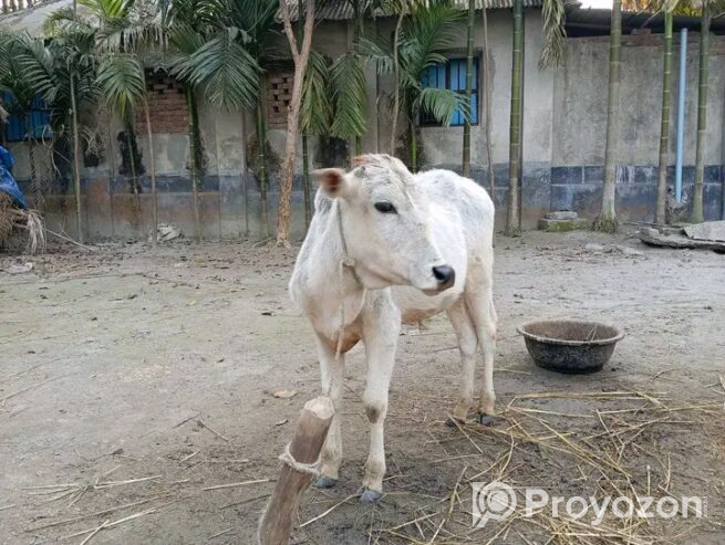 সাদা এই আড়িয়া গরুটি বিক্রি করা হবে