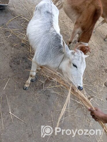 সাদা এই আড়িয়া গরুটি বিক্রি করা হবে