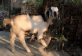 Amateur Khasi goat