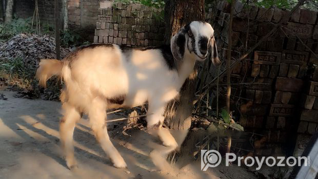 Amateur Khasi goat