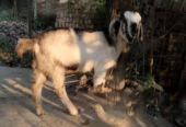 Amateur Khasi goat