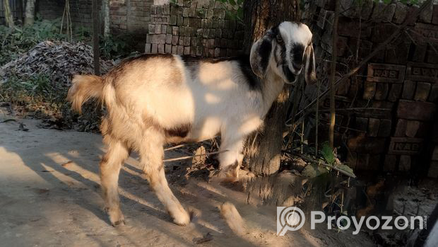 Amateur Khasi goat