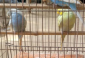 Budgerigar bird Good Condition