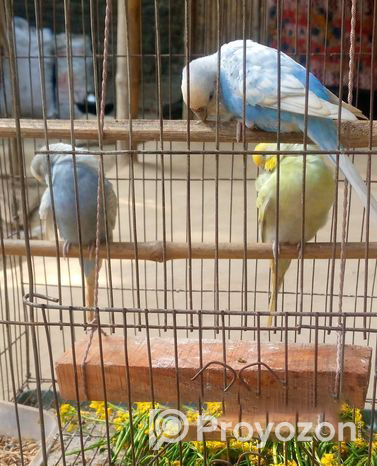 Budgerigar bird Good Condition