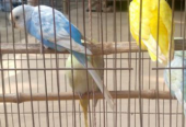 Budgerigar bird Good Condition