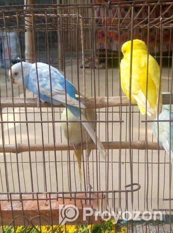 Budgerigar bird Good Condition