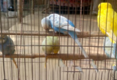 Budgerigar bird Good Condition