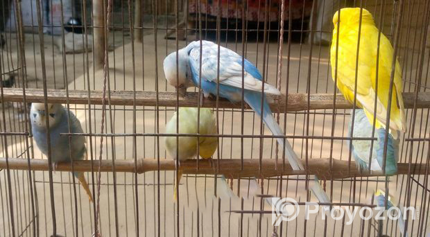 Budgerigar bird Good Condition