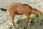 Khasi goat urgently for sale