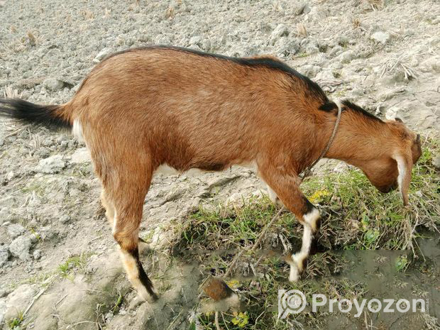 Khasi goat urgently for sale