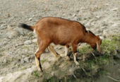 Khasi goat urgently for sale