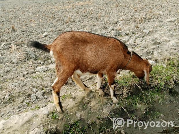 Khasi goat urgently for sale