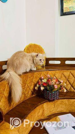 Pure Persian female cat