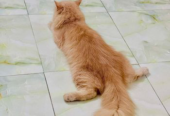 Pure Persian female cat