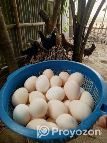 29 pieces of local chicken eggs