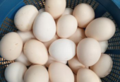 29 pieces of local chicken eggs