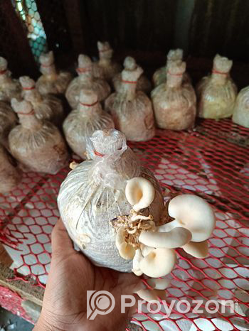 Mushroom Sell Post