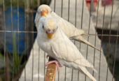 Albino Budgie Running Pair