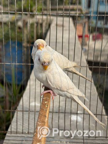 Albino Budgie Running Pair