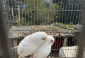 Albino Budgie Running Pair