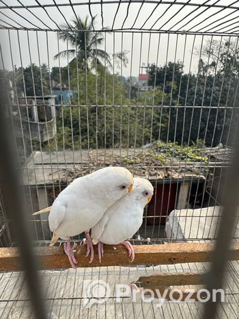 Albino Budgie Running Pair