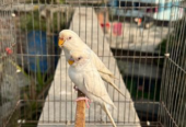 Albino Budgie Running Pair