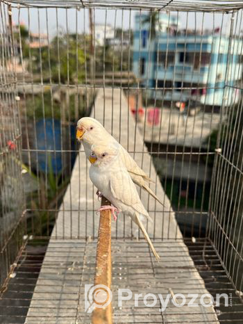 Albino Budgie Running Pair