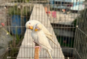 Albino Budgie Running Pair