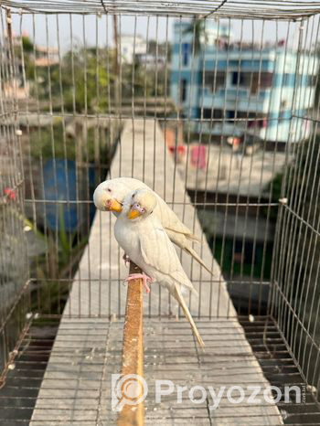 Albino Budgie Running Pair