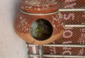 Budgerigar Sell Post