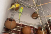 Budgerigar Sell Post