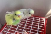 Budgerigar Sell Post