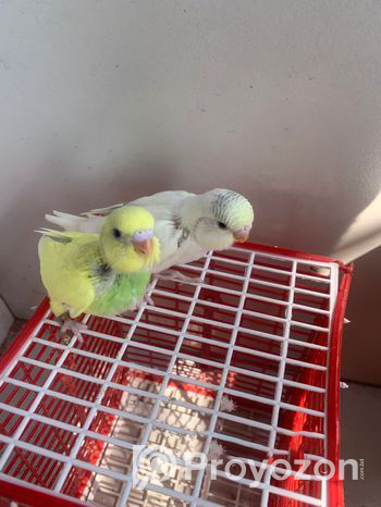 Budgerigar Sell Post