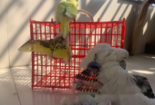 Budgerigar Sell Post