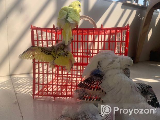 Budgerigar Sell Post