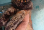 Traditional Persian Adult Female Cat