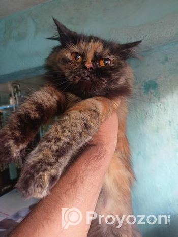 Traditional Persian Adult Female Cat