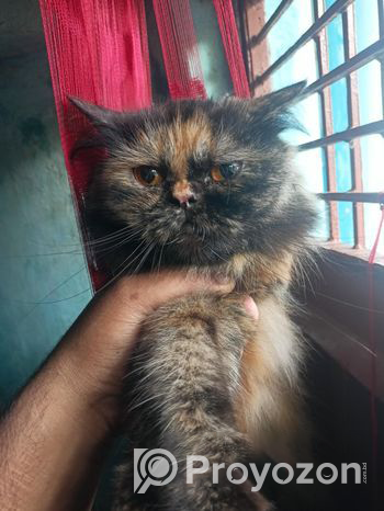 Traditional Persian Adult Female Cat