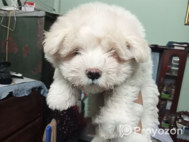 Lhasa Baby Sell Post