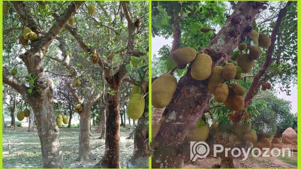 আম গাছ, কাঠাল ইউকলেক্টার গাছ ব্রিক্রি করা হবে।