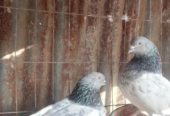 Pigeons for sale (Used)