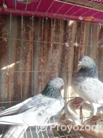 Pigeons for sale (Used)