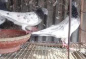 Pigeons for sale (Used)