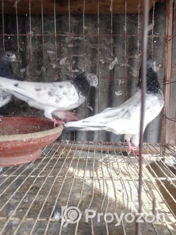 Pigeons for sale (Used)