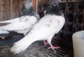 Pigeons for sale (Used)