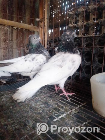 Pigeons for sale (Used)