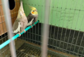 Cockatiel bird sell Post